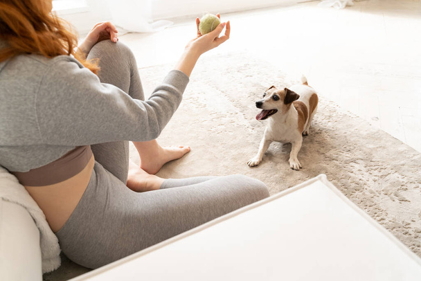 Dog playing waiting exited for ball fetch. woman is playing with funny pet Jack Russell terrier in living room indoors. White sofa and carpet. impatient smiling happy look. Weekend time at home - Фото, изображение