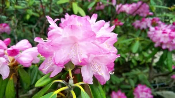 Blühender Strauch im Frühling im Garten an einem sonnigen Tag - Filmmaterial, Video