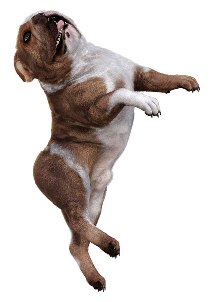 3D rendering of an English bulldog isolated on white background - Φωτογραφία, εικόνα