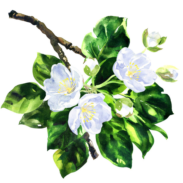 Branch of tree blossoms with green leaves and white flowers. Isolated, spring concept for wedding card, invitations, birthday or valentines card, hand drawn watercolor illustration on white - Φωτογραφία, εικόνα