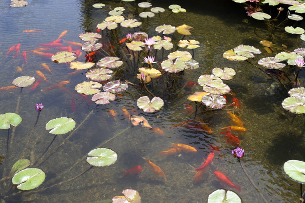 Hojas de loto y flores en una piscina con agua dulce en la ciudad de Tel Aviv en Israel  - Foto, Imagen