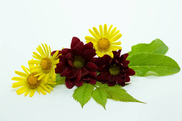 Dark red and yellow flowers and green leaves on white background - Photo, Image