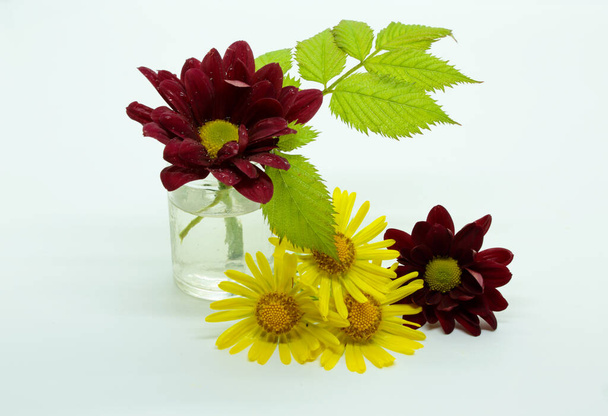 Dark red and yellow flowers and green leaves on white background - Photo, Image