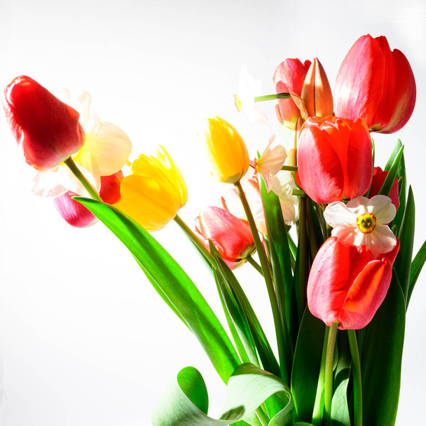 букет красивых цветов изолированы на белом фоне, близкий вид  - Фото, изображение