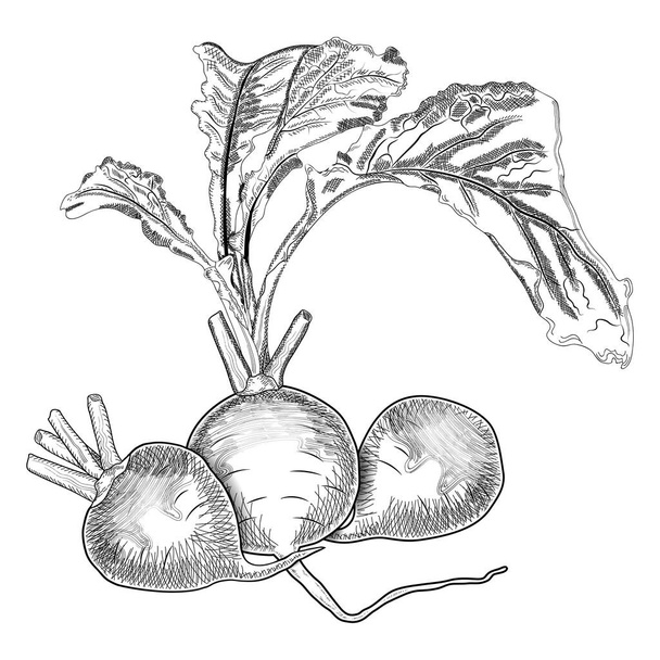 Set of purple-top white globe turnips. Turnip drawing in sketch style drawn in pencil, ink. Whole turnip, turnip with tops. Organic vegetables. Vector illustration isolated on white background. - Vettoriali, immagini