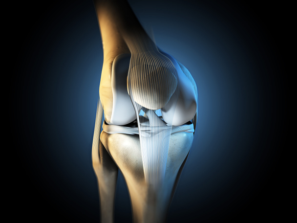 3D-Illustration zeigt Kniegelenk mit Bändern, Meniskus, Gelenkknorpel, Wadenbein und Schienbein. - Foto, Bild