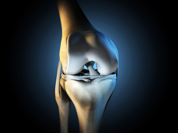 Illustrazione 3D che mostra articolazione del ginocchio con legamenti, menisco, cartilagine articolare, perone e tibia. - Foto, immagini