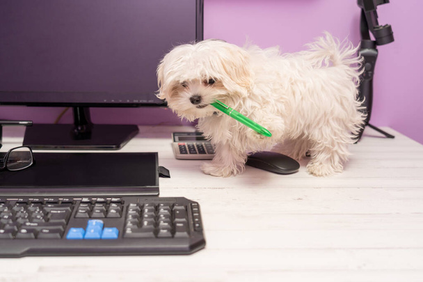 A white, cute puppy standing on a computer desk eating a green pen - Fotoğraf, Görsel