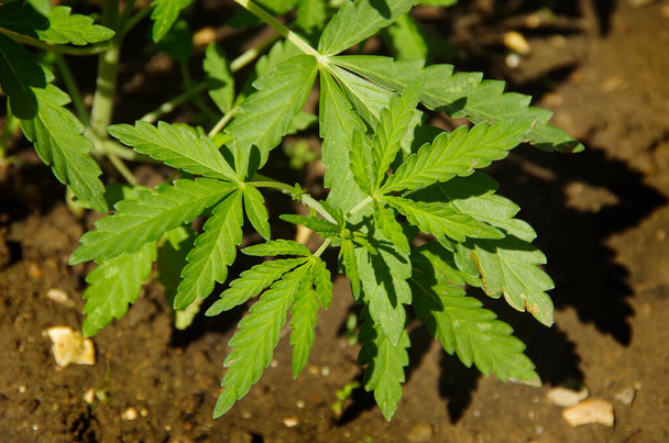 Green leaves of marijuana. - Фото, изображение