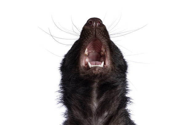 Haed tiro de preto clássico com faixa branca jovem skunk aka Mephitis mephiti. Olhando para cima mostrando dentro da boca. Isolado sobre um fundo branco. - Foto, Imagem
