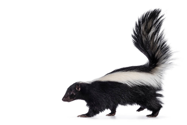 Roztomilý klasický černý s bílým pruhem mladý skunk aka Mephitis mephitis, chůze stranou. Dívejte se přímo před sebe s ocasem vysoko nad hlavou. Izolováno na bílém pozadí. - Fotografie, Obrázek