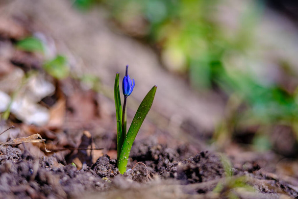 Güneşli bir günde yeşil çimlerde küçük mavi bahar çiçekleri - Fotoğraf, Görsel