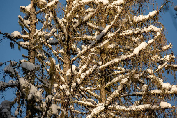 texture de scène de forêt d'hiver. arbres couverts de neige par temps ensoleillé - Photo, image