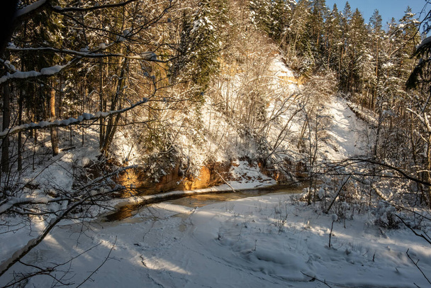 текстура зимних лесов. Деревья покрыты снегом в солнечный день - Фото, изображение