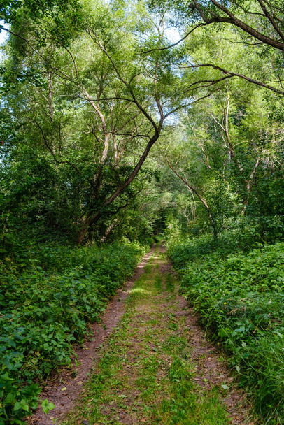 narrow countryside forest road with gravel surface and green foliage around - Photo, Image