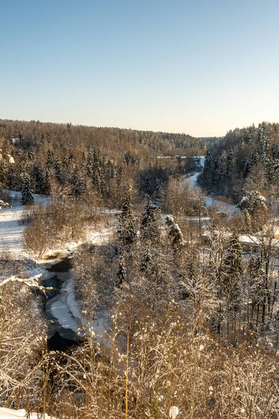 textura zimní lesní scény. stromy pokryté sněhem za slunečného dne - Fotografie, Obrázek