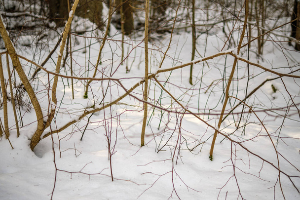 téli erdő jelenet textúra. hóval borított fák napsütésben - Fotó, kép