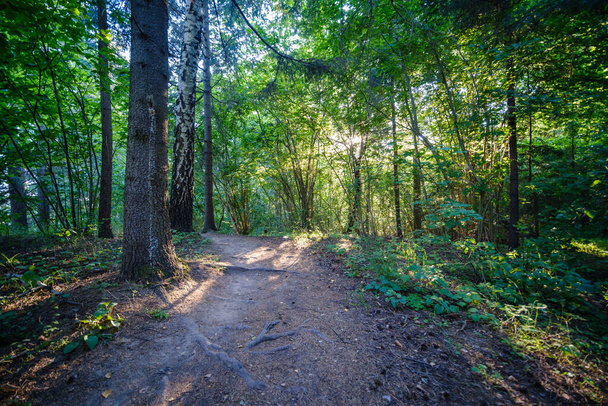 carretera forestal de campo estrecho con superficie de grava y follaje verde alrededor - Foto, Imagen