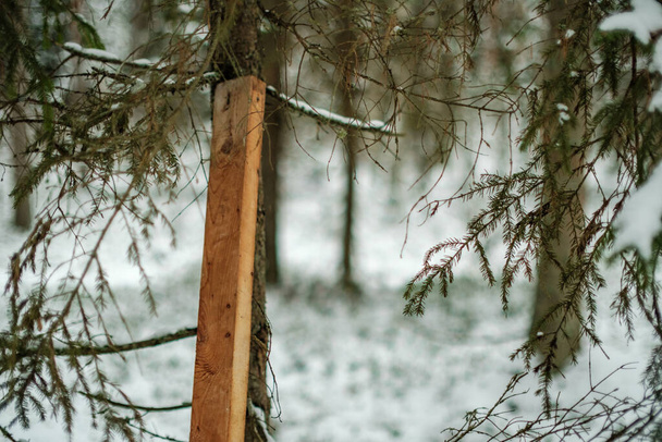 Winterwald-Szenerie. Bäume mit Schnee bedeckt an sonnigen Tagen - Foto, Bild