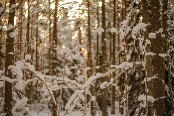 Winterwald-Szenerie. Bäume mit Schnee bedeckt an sonnigen Tagen - Foto, Bild