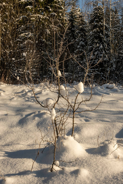 текстура зимних лесов. Деревья покрыты снегом в солнечный день - Фото, изображение