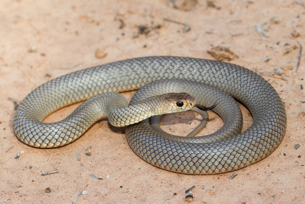 Eastern Brown Snake parpadeando su lengua - Foto, Imagen