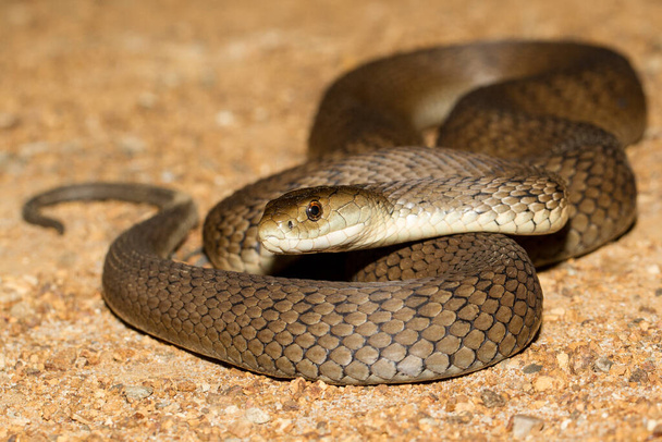 Ядовитая ядовитая змея из Австралии - Фото, изображение