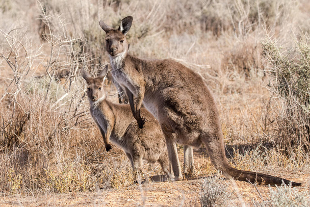 Eastern Grey Kangaroo and joey - Foto, Bild