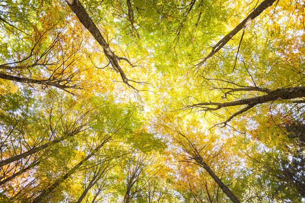 liści wewnątrz włoskiego lasu jesienią - Zdjęcie, obraz