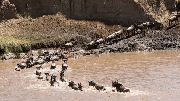 Wildebeest migration crossing Mara River Serengeti National Park - Fotoğraf, Görsel