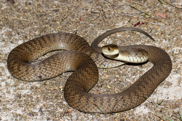 Serpiente áspera en pose de huelga - Foto, Imagen