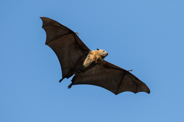 Raposa voadora de cabeça cinza em voo - Foto, Imagem