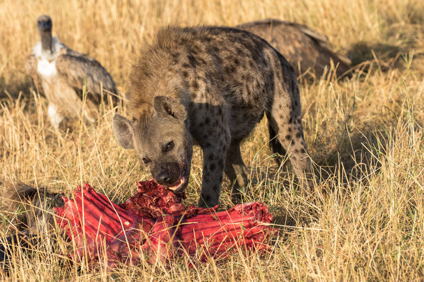 Spotted Hyena with food - Zdjęcie, obraz