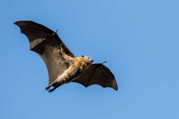 Zorro volador de cabeza gris en vuelo - Foto, imagen