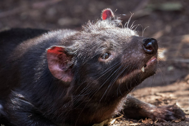 Close up do diabo australiano da Tasmânia - Foto, Imagem