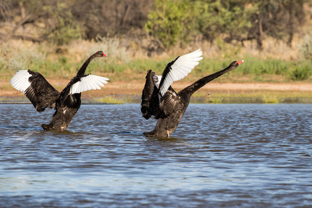 Australian Black Swans flapping wings - Фото, изображение