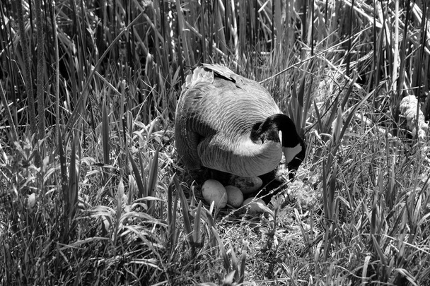Канадское гусиное гнездо и яйца - это большой вид диких гусей с черной головой и шеей, белыми пятнами на лице и коричневым телом. Уроженец арктических и умеренных регионов Северной Америки - Фото, изображение