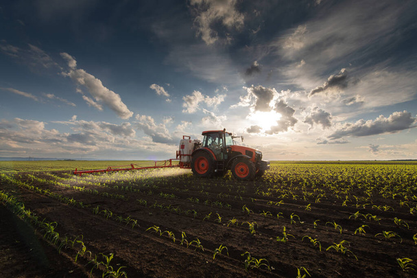 Tractor spraying pesticides on corn field  with sprayer at spring - Photo, Image