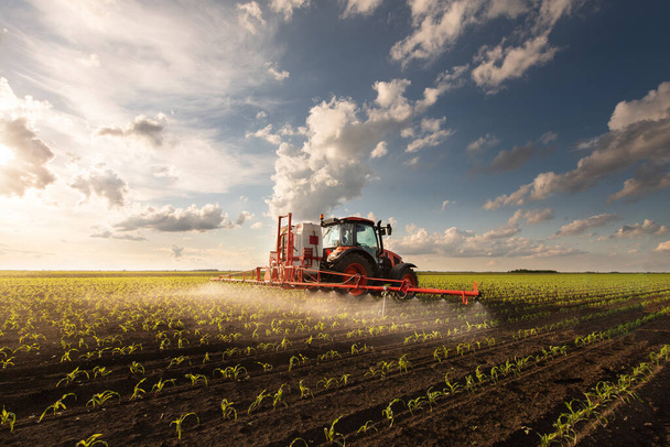 Ciągnik opryskujący pestycydy na polu kukurydzy opryskiwaczem wiosną - Zdjęcie, obraz