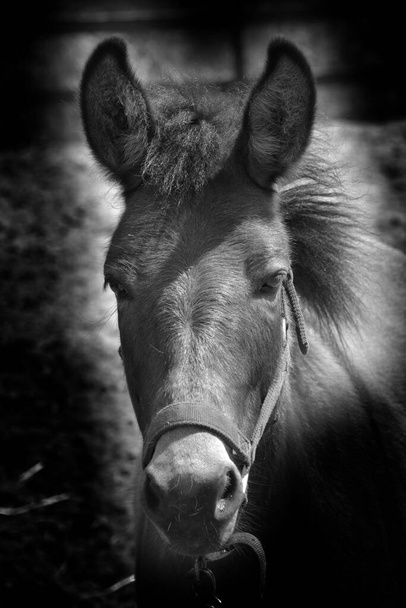 A mule is the offspring of a male donkey (jack) and a female horse (mare). Horses and donkeys are different species, with different numbers of chromosomes. - Foto, Bild