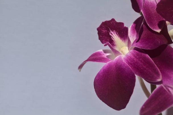 Фиолетовая ветвь дендробиевой орхидеи видна вблизи на белом фоне - Фото, изображение