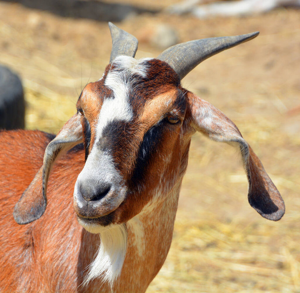 Домашняя коза (Capra aegagrus hircus) - подвид козы, происходящий от дикой козы Юго-Восточной Азии и Восточной Европы.. - Фото, изображение