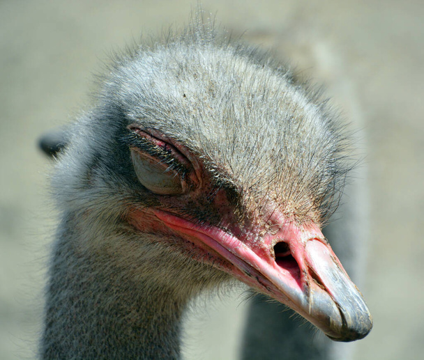 The Ostrich is one or two species of large flightless birds native to Africa, the only living member(s) of the genus Struthio. - Photo, Image