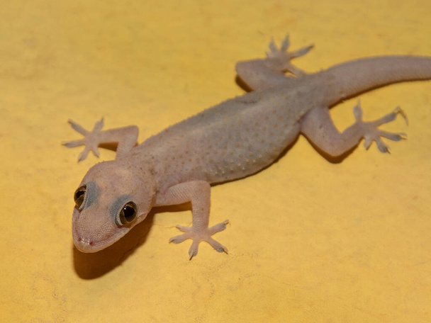 Domestic gecko on the house wall. - Photo, Image