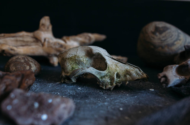 Cráneo de perro viejo y piedras en la mesa de brujas. Atmósfera oscura y misteriosa. - Foto, imagen
