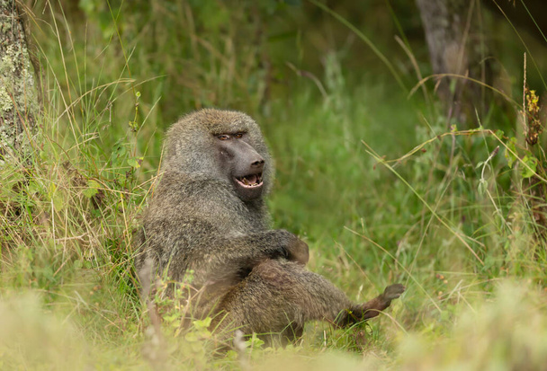 Κοντινό πλάνο ενός μπαμπουίνου ελιάς (Papio anubis) που κάθεται στο γρασίδι, Αιθιοπία. - Φωτογραφία, εικόνα