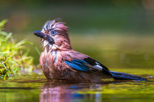 Closeup of a wet Eurasian jay bird Garrulus glandarius washing, preening and cleaning in water. Selective focus and low poit of view - Photo, Image