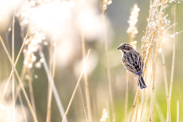 A common reed bunting Emberiza schoeniclus sings a song on a reed plume Phragmites australis.  - Photo, Image