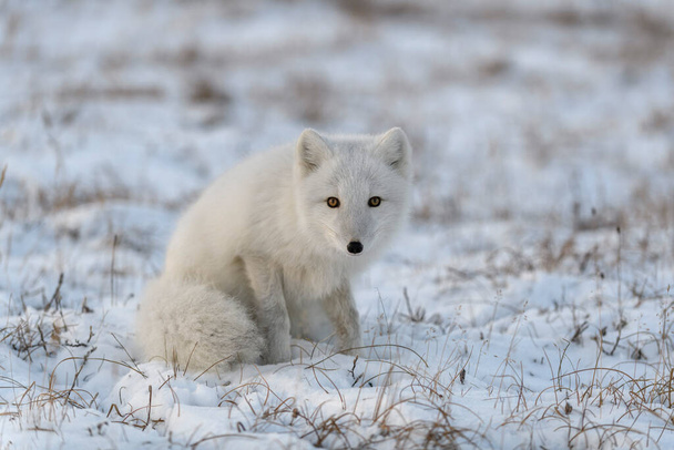 Арктична лисиця в зимовий час у сибірській тундрі.. - Фото, зображення