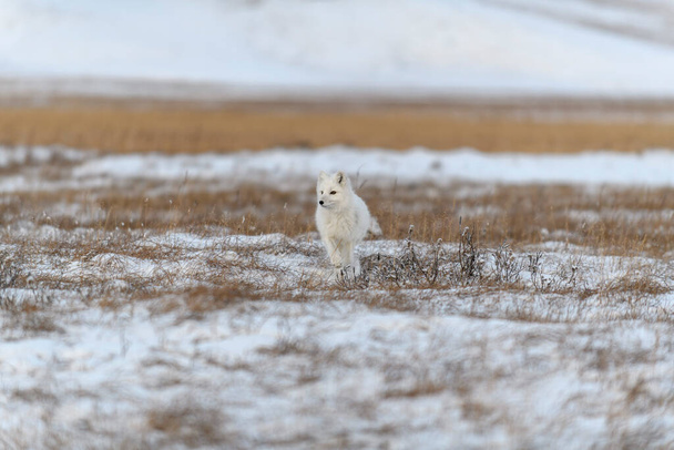 Арктична лисиця в зимовий час у тундрі Сибіру.. - Фото, зображення